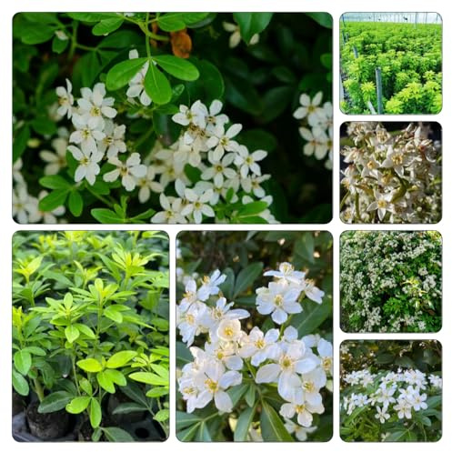azahar jardín Cubresuelos resistentes semillas balcón comprar semillas oficina 550pcs