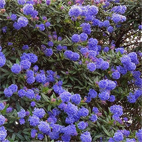 Carbeth Plants 2 X Ceanothus Shrub Blue Diamond Californian Lilac Evergreen Shrub - All Year Roud Purple Tone Flowering Hedging Plant - Outdoor Garden Ready