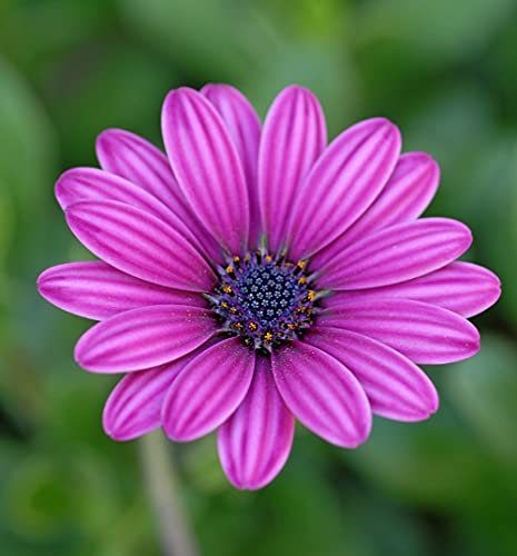 Osteospermum Plants Garden Ready Hardy Perennial, ‘Tresco Purple’, Garden Plant, Easy to Grow Your Own Flowering Garden Plants, 3X Jumbo Plug Plant by Thompson and Morgan (3)