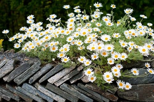Anthémis carpatica 50 Graines, Anthémis marguerite - plante vivace