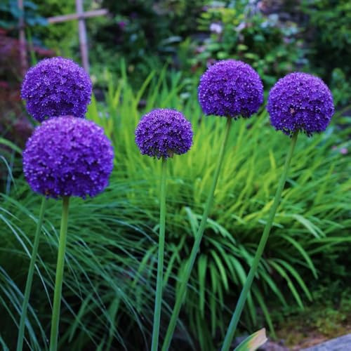 bulbi di allium giganteum, bulbi ornamentali, copertura del decorativi recisi bulbi a precoce resistenti in per luoghi 12pcs