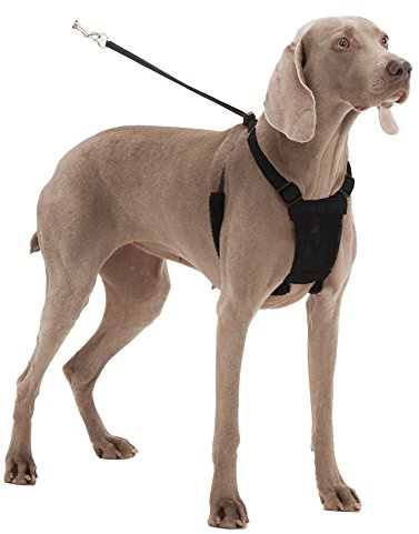 Mesh Anti Pull Harness Size: Small Neck (9-12), Color: Black