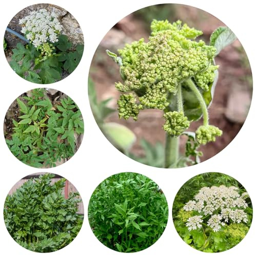 semi di levistico - di rare da giardino da giardino roccioso letto rialzato per interno esterno appartamento esotiche decorazione del 120pcs