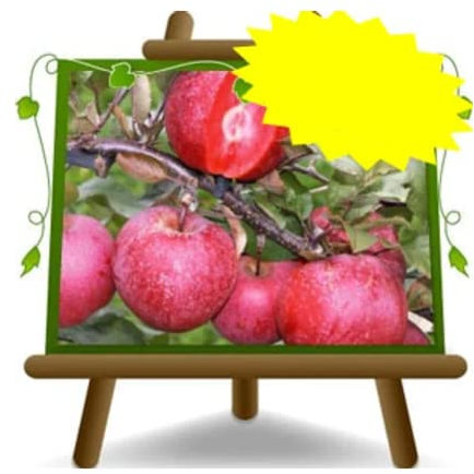 EURO PLANTS VIVAI Melo Amaty pianta da frutto Resistente alla Ticchiolatura Altezza Max 170 cm Età 2 Anni Vaso 20 cm