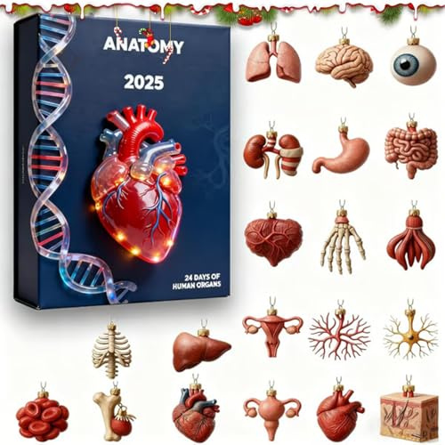 Calendario 'Avvento anatomico 2025, 24 giorni, conto alla rovescia, con 2D in acrilico, calendario 'Avvento medico per , infermieri, insegnanti, studenti, laurea