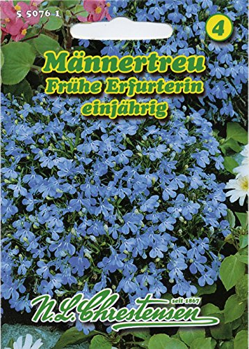 Männertreu 'Frühe Erfurterin' mittelblau, einjährig, beliebte, reichblühende Beet- und Gruppenpflanze 'Lobelia erinus'