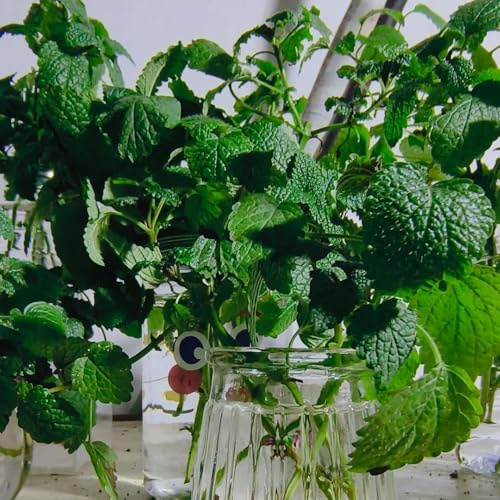 Semillas de melisa, exóticas Melissa officinalis, semillas de medicinales semillas de verdes perennes productos sostenibles 100pcs
