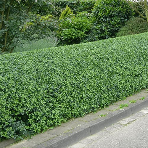 Seto de aligustres verdes (Ligustrum Ovalifolium) - De rápido crecimiento, siempreverde para privacidad y paisajismo, bajo mantenimiento y resistente a la sequía.
