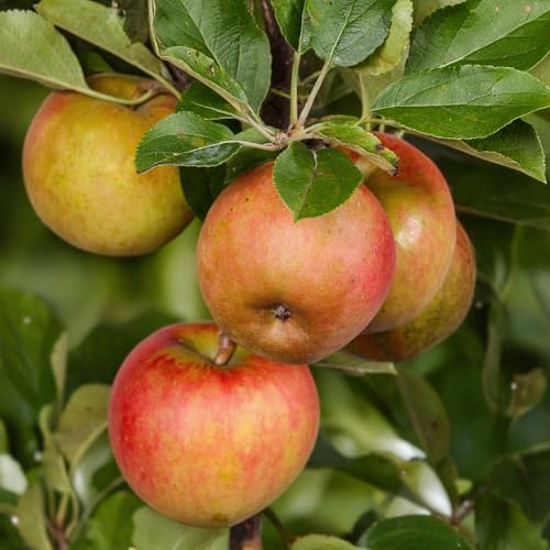 Malus domestica Elstar – Manzanas rojas y verdes – Árbol frutal para jardín y balcón – Fácil de limpiar – Maceta Ø21 cm – Altura aprox. 90 cm