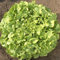 Portal Cool Lechuga hoja de roble de semillas, lechuga de hoja de semilla, la semilla a granel, de la herencia 1/2 Oz Apprx 10000