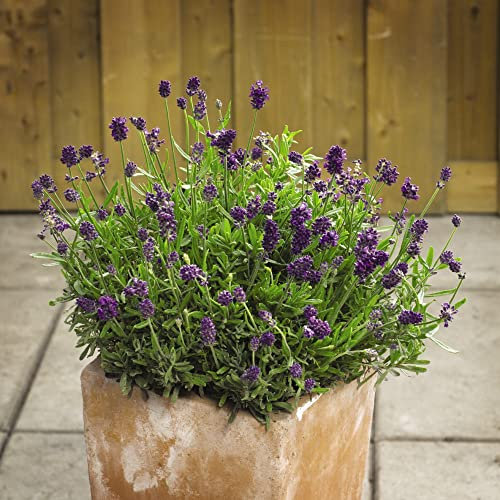 Dwarf English Lavender Seeds 'Mini Blue' Lavandula angustifolia Aromatic Foliage Hardy Shrub Scented Purple Blooms Easy to Grow Your Own Flowers 1x Packet (Approx. 20 Seeds) by Thompson and Morgan