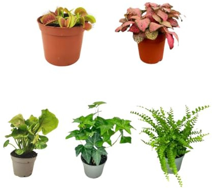 I GIARDINI DI GIULIA - Kit 5 Piantine Verdi per Terrarium Fai-da-Te | Fittonia Rossa e Bianca, Felce, Edera, Mini Syngonium | Piante Vive da Interno (Con mini dionea)