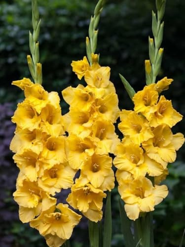 CUIKWA Gladiolos de colores mixtos: ideales para la decoración del jardín de primavera y otoño-4 rizoma-D