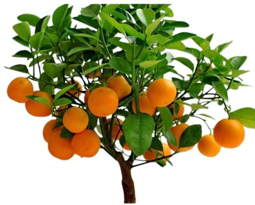 Cultiva Naranjas en Casa Árbol Frutal Natural para tu Jardín