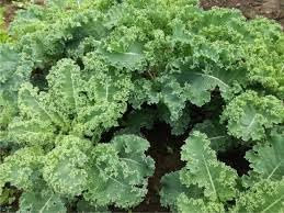 CAVOLO RICCIO VERDE NR.300 SEMI