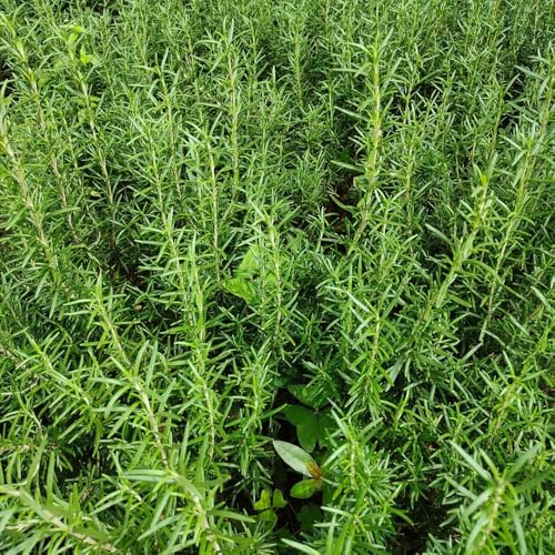 Semi di rosmarino, regali per gli amanti del giardino semi per aiuole rialzate di da giardino prodotti sostenibili balcone esotiche 400pcs