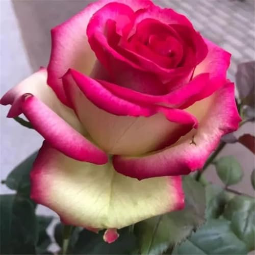 Strauchrosen, Duftrosen, Hybridrosen, zweifarbige Rosen-Rosen pflanzen winterhart-2Pflanze-F