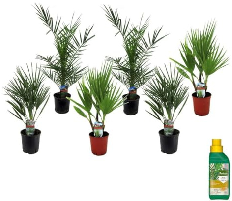 Plant in a Box - Phoenix, Chamaerops, Washingtonia - Mezcla de 6 palmeras - Pokon - Maceta 15 cm - Altura 50-70cm