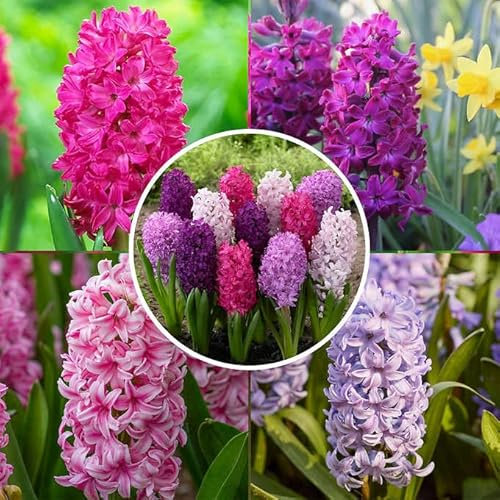 Bulbos de Jacinto |Pack 8 Plantas |DECOALIVE | Plantas Naturales