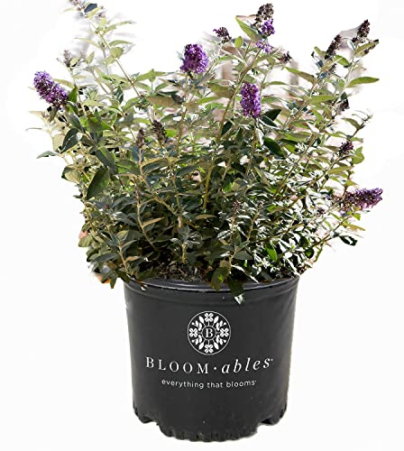 Blooming & Beautiful - Flutterby Petite Blue Heaven Butterfly Bush - 3 gal - Bloomables - Deciduous Shrub - Violet-Blue Cluster Flowers - Zones 5-10 - Buddleia ‘Podaras #8’ - 3 Gallon Pot
