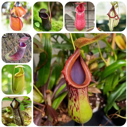 Semi di Nepenthes, Nepenthes mirabilis rare decorazioni da giardino per esterni carnivora da balcone resistenti verdi, appartamento sospese decorazione recinzione 200semi