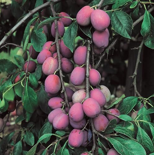 Lincolnshire Fruits Victoria Plum Bareroot 12 Litre 1.5m Tree