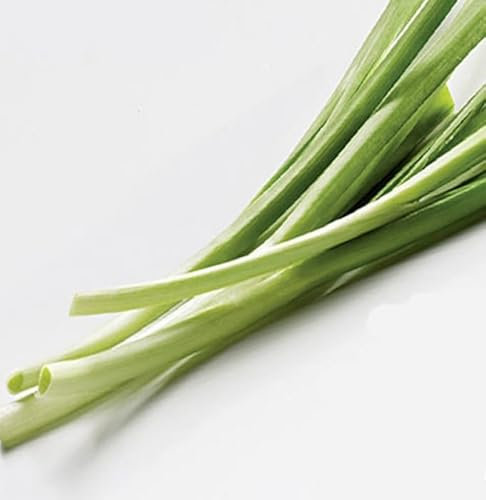 Schnittknoblauch Samen