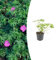 Geranio 'Tiny Monster' | 6 pezzi - 10-25cm - Ø9cm - Pianta da giardino