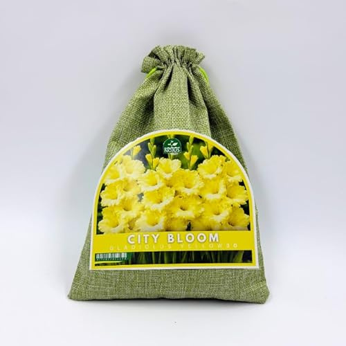 Nojus City Bloom Gladiolus Yellow – 30 Gladioluslökar (Gul) – Ljusa Sommarblommor för Trädgård, Rabatter och Snittblommor