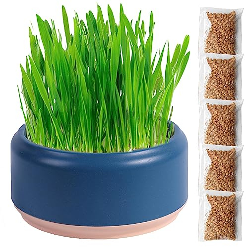 Hailerio Katzengras Set Pflanzset Fertig Mit Samen Katzen Gras Set Cat Grass Pflanzset Für Katzen Katzengras Schale