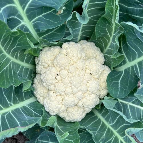Semi di cavolfiore, Le perenni sono acquistare di cavolfiore semi di esotici vecchi 400pcs