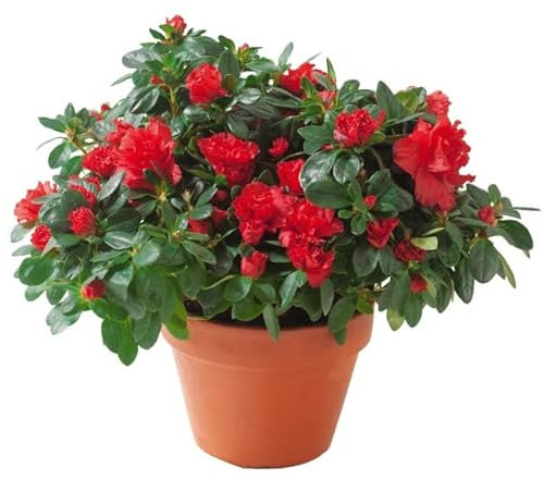 Planta de Azalea con Flores de Colores Planta Natural para el Hogar