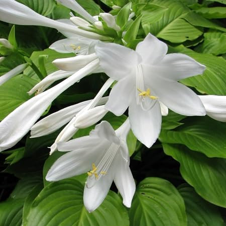 40 graines de fleurs d'Hosta blanches