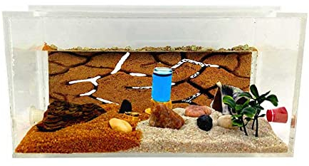 ANTHILLSHOP Natürliche Ameisenfarm aus Sand | Acryl Starter Set 20x10x10 cm | - Ameisen enthaltenenthalt 20 a 30 Arbeitskräfte