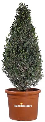 Pianta di Bosso Faulkner Piramide o Buxus Microphylla Faulkner Piramide pianta ornamentale da esterno per arte topiaria pianta resistente vera venduta da eGarden.store (Vaso 40 cm)
