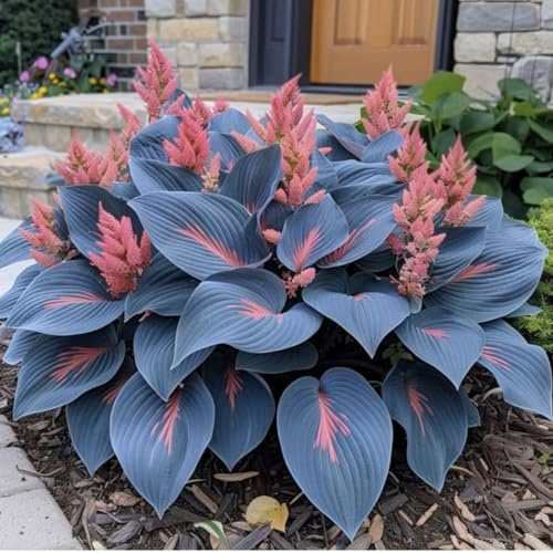 Raro Hosta bulbi,piante erbacee Resistenti perenni,bulbi da fiore a fioritura primaverile,adatti per la semina immediata,Hosta pianta vera(non artificiali)-4 Bulbi-D