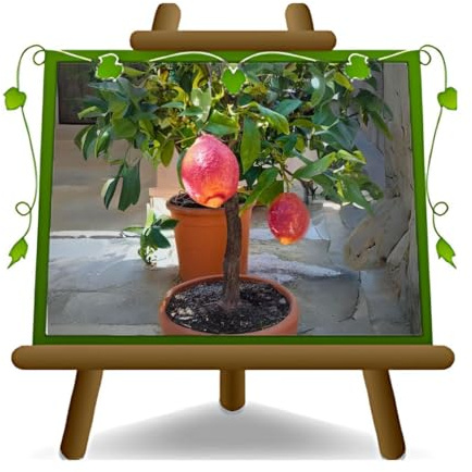 Citrusväxt citron röd citrus limonimedica pigmenterad – växt från frukt på vas från 22 cm höjd 60~80 cm