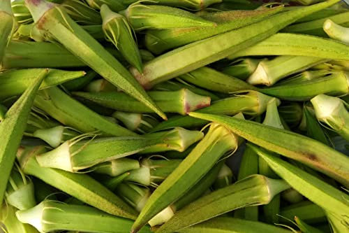 Paquete de 50 semillas de okra sin espinas de Clemson - planta sin espinas - fácil de cultivar y cosechar - un clásico con frutos verdes - 12/14 cm de longitud - productiva - semillas reproducibles.