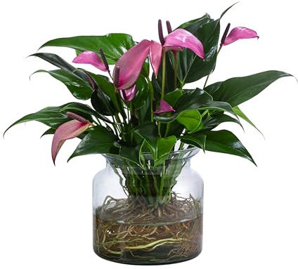 Dehner Waterplant Flamingoblume im Glas, lila, Ø 16 cm, Höhe 35 cm
