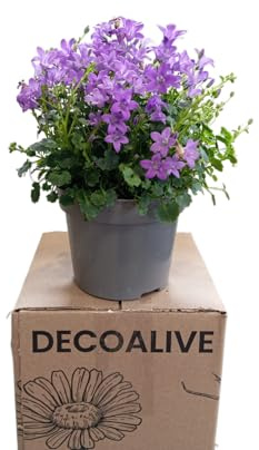 Campanula Natural Planta Fácil de Mantener de Exterior con Flores