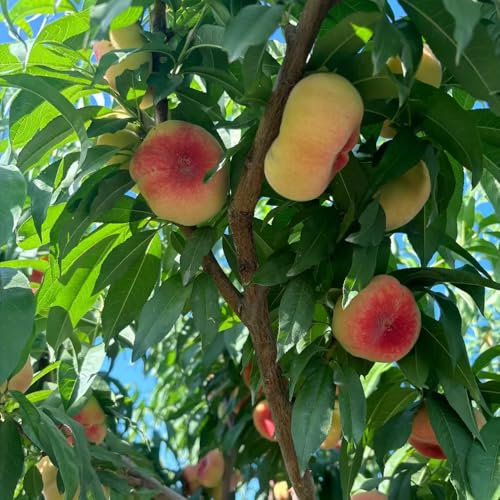 Pfirsichbaum samen pfirsich Seltene Pflanzen Serie alte sorten pflanzensamen Bergpflanzung, obstsamen kübelpflanzen bonsai samen frücht obst samen Premium stauden winterhart 18pcs