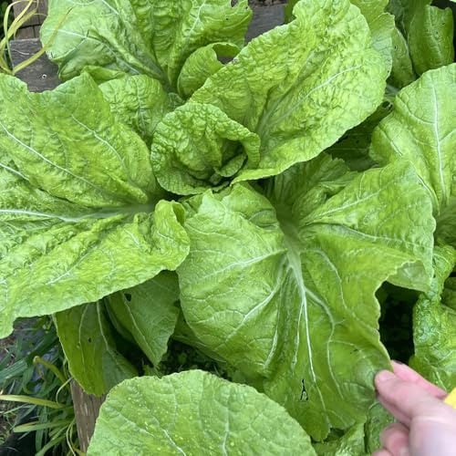 Semillas de mostaza, Semillas de Brassica juncea - semillas de variedades antiguas 100pcs