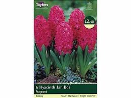 Hyacinth Prepared Jan Bos Bulbs x3