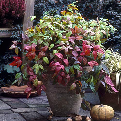 YouGarden Nandina domestica 'Fire Power', Heavenly Bamboo Plant, Established Plant in 2L Pot, Ready to Grow