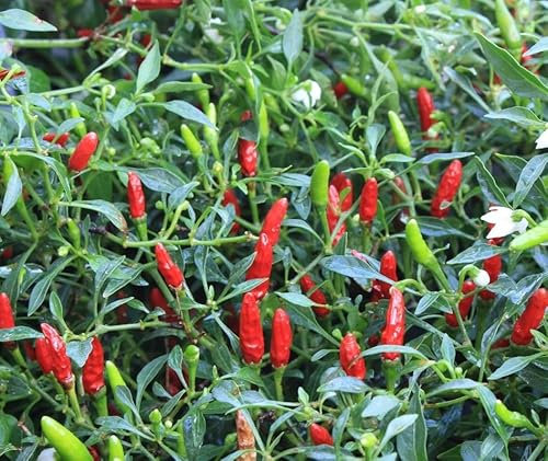 Vegetable - Chilli Pepper - Hot Birds Eye - 25 Seeds
