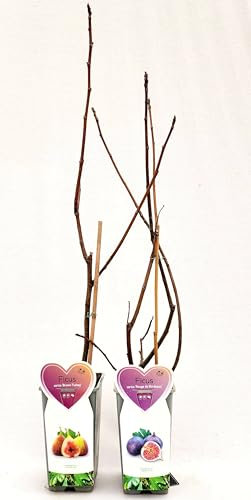 PIANTA DI FICO, FICUS CARICA BROWN TURKEY e ROUGE DE BORDEAUX, VASO 14CM DIAMETRO, 2 PIANTE, piante vere