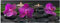 levandeo Glasbild 80x30cm Wandbild aus Glas rosa Orchideen Blume Steine Bambus Feng Shui