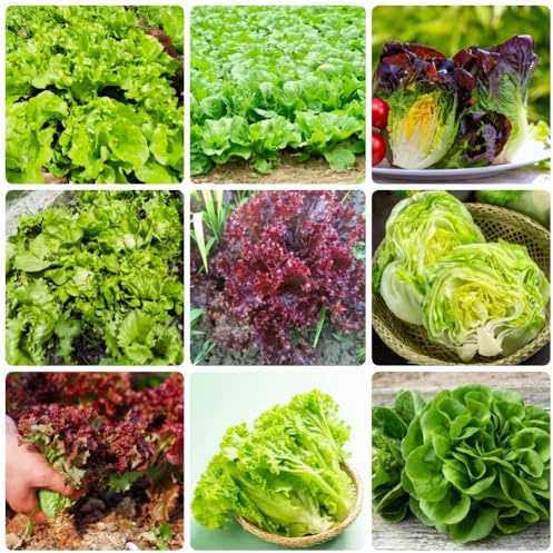 PflücksalatSamen, gemüsesamen alte sorten SalatSamen, alte gemüsesorten winterhart garten 1000pcs