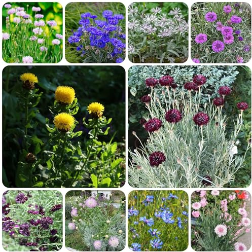 acianos - resistentes en exteriores semillas de aciano de interior raras primavera, resistentes en balcón originales semillas 450semillas