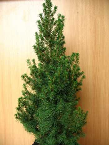 Zuckerhutfichte Picea glauca Conica 70-80 cm hoch im 5 Liter Pflanzcontainer